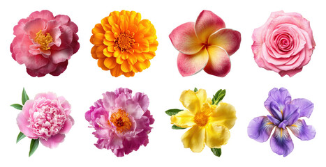 Obraz na płótnie Canvas PNG Vibrant floral variety collection, transparent background