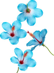 Falling Blue Hibiscus Flower