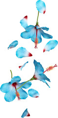 Falling Blue Hibiscus Flowers and Petals