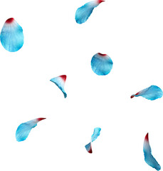 Scattered Blue Hibiscus Petals