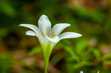 Obraz premium Atamosca Lily beautifully blooming in a lowcountry swampy woodland west of Charleston, South Carolina.