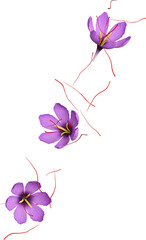 Saffron Flowers Falling