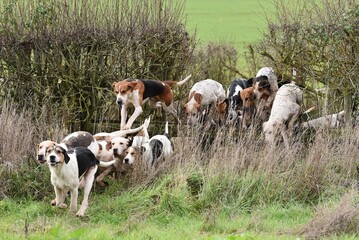 A pack of Foxhounds jumping over a small post and rail fence out on exercise.