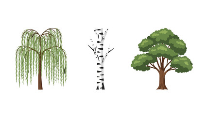 Obraz premium Vector illustration set of diverse trees weeping willow white birch and lush green deciduous tree.