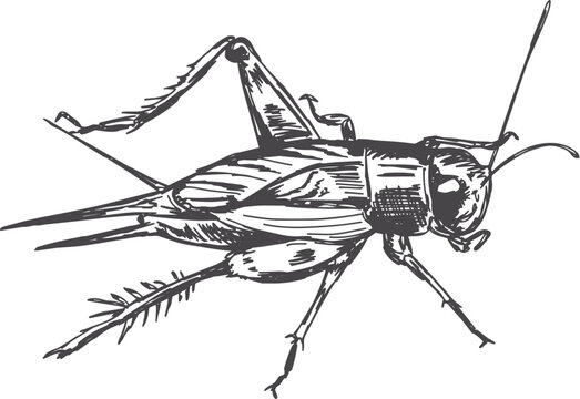 Cricket illustration drawn in pen and ink, vintage style vector insect sketch