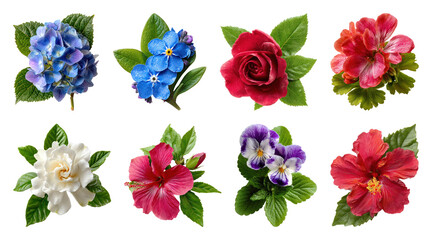 Fototapeta premium PNG Vibrant flowers with lush leaves, transparent background