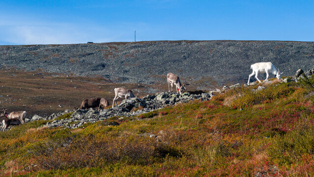 Aerial view of reindeer grazing on the colorful, rocky terrain beneath a vast sky, a serene contrast of wildlife and landscape, Enontekio, Lapland, Finland.