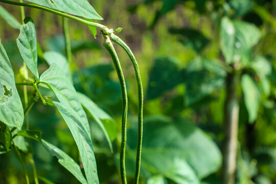 Long beans or Vigna unguiculata ssp. sesquipedalis.