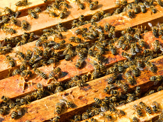 bees in a frame of honeycomb