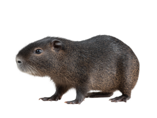 An adorable capybara, a large semi-aquatic rodent, is seen standing still, isolated Isolated Transparent Background, PNG