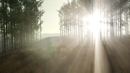 Obraz premium Golden rays of sunlight penetrate through towering bamboo trees in a tranquil forest. The scene captures the serene beauty of nature at dawn, with mist softly rising from the ground.