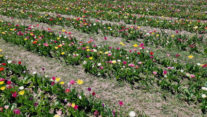 Field of colorful bright tulips of different varieties. Bright flowers with selective focus. Nature background. Spring background. Tulips close-up. Field of blooming tulips in spring