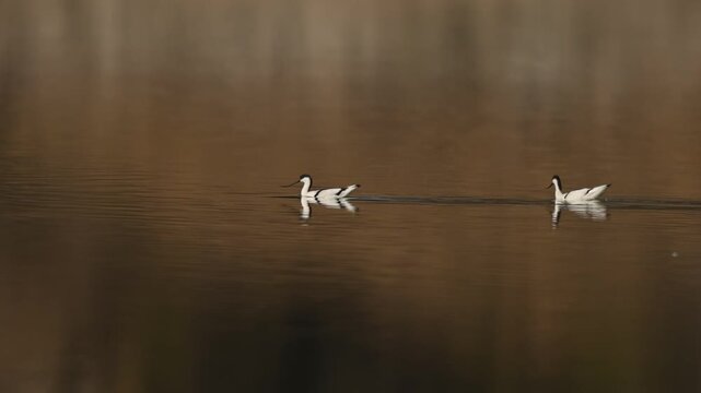 Pair of pied avocets wade calmly within lake waters showing coordinated movement and peaceful wetland behavior