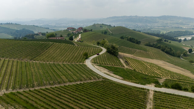 Aerial view of sun-kissed vineyards cascade across rolling hills, punctuated by winding roads and rustic farmhouses, creating a tapestry of rural charm, Alba, Piedmont, Italy.
