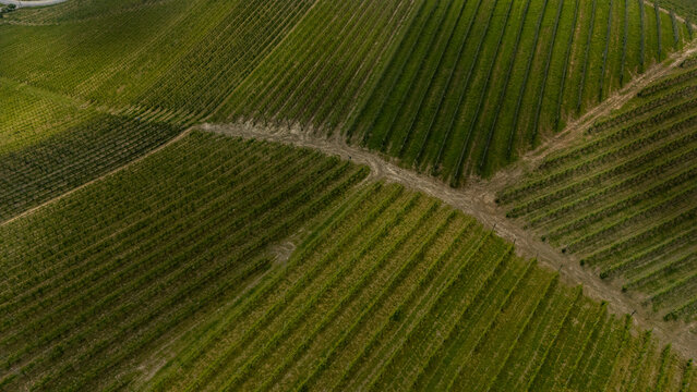 Aerial view of a patchwork of verdant vineyards create a mesmerizing pattern of lines and textures across the landscape, embodying the rich agricultural heritage, Alba, Piedmont, Italy.