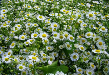 A field of white daisies on a summer day.