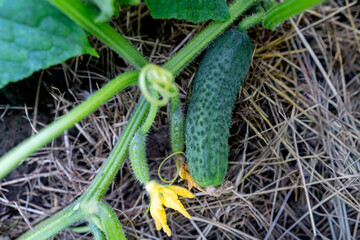 Obraz premium Young green pickle cucumber growing on a vine with a yellow flower in a vegetable garden, vertical close-up. Copy space