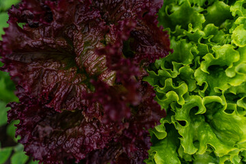 Vibrant fresh green and red curly leaf lettuce varieties growing in a garden, close-up full frame