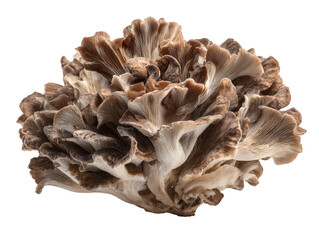 The unique texture of Hen of the Wood mushroom captured in detail Isolated Transparent Background, PNG