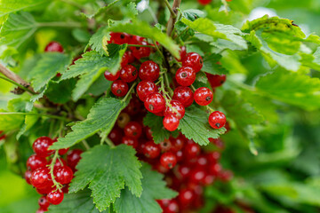 Ripe red currants on a bush branch in a garden on a sunny day. Vibrant red currant harvest, beautiful healthy berries captured with a shallow depth of field. 