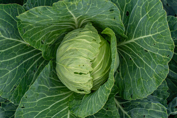Fototapeta premium Close-up of fresh green cabbage showcasing fine, organic textures and gentle curves under natural lighting, suitable for food background