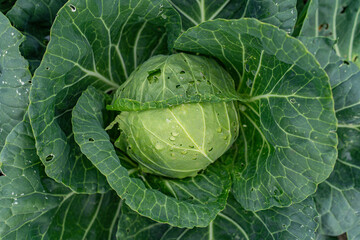 Obraz premium Close-up of fresh green cabbage showcasing fine, organic textures and gentle curves under natural lighting, suitable for food background