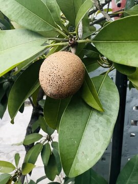 Young sapodilla fruit with its soft texture and sweet taste grows in the yard