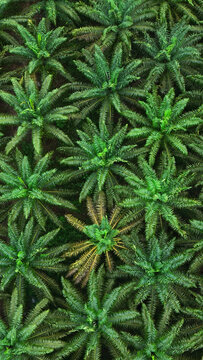 Aerial view of a textured tapestry of verdant plants, their sharp, star-like forms creating a dense pattern of life, Kalimantan, Indonesia.