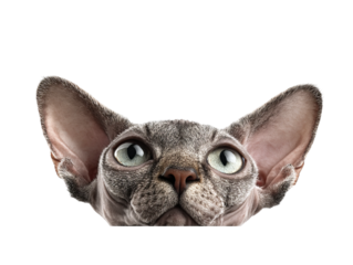 A captivating close-up of a sphynx cat peering with curiosity Isolated Transparent Background, PNG