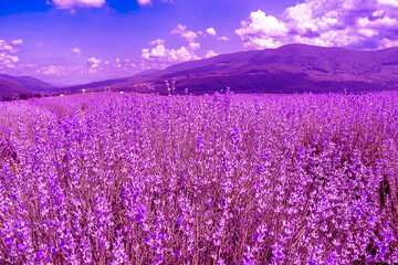 Lavender field against the backdrop of mountains, pink color, Lavender flowers in a blooming field 	