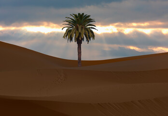 Beautiful desert landscape with sand dunes and one lonely palm at sunset - Morocco, Sahara, Merzouga. 