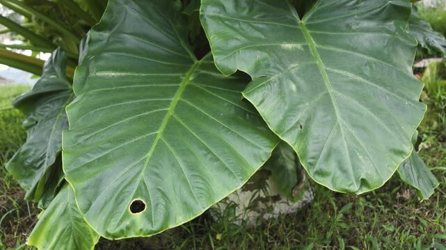 Vibrant green taro leaves filling the frame, showcasing lush tropical foliage, natural textures, and fresh plant growth