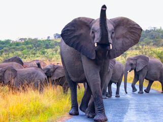 An African elephant, perceiving safari vehicles and people as a threat, raises its trunk in the air - A herd of elephants crosses the asphalt road -  Hluhluwe-Imfolozi Game Reserve National Park - Sou