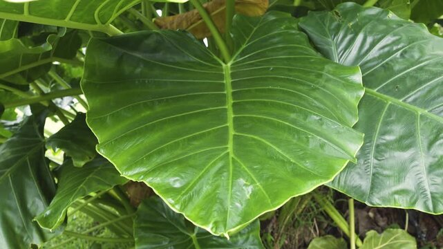 Close up of clean taro leaves growing lush and fresh green, highlighting healthy tropical foliage, natural texture, and vibrant plant life