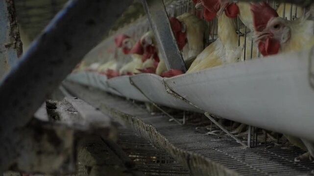 Eggceptional Poultry Farming  Your Goto for Fresh, Best Eggs