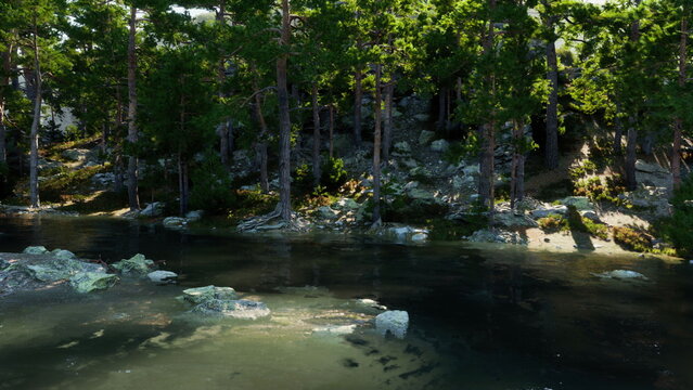Tall green trees frame a tranquil body of water, revealing smooth stones beneath the surface. Sunlight filters through foliage, creating a peaceful atmosphere in natures embrace.