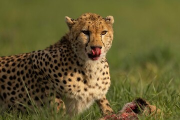 CHEETAH 