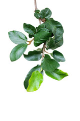 green leaves isolated on white