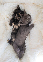 Obraz premium cute little kittens at home. Selective focus.