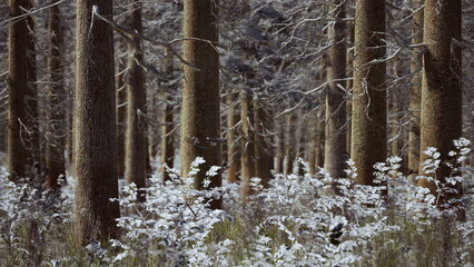 Fototapeta premium A serene winter landscape captures the beauty of tall, bare trees surrounded by delicate, frosted flowers. The stillness of the scene invites peaceful contemplation and wonder.