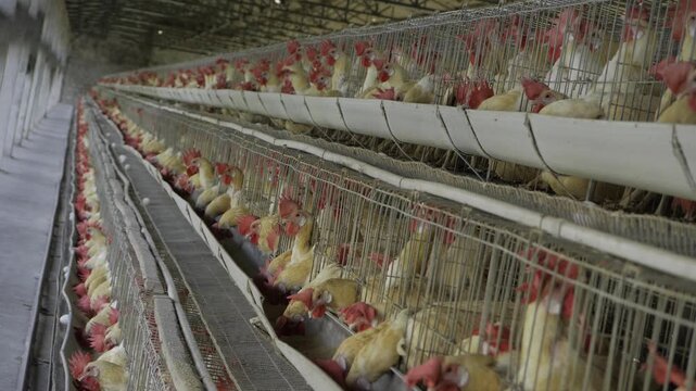 Exploring the World of Industrial Chicken Breeding  A BehindtheScenes Look at a Massive Chicken Farm