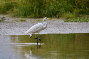 Great egret ,,ardea alba,, in its natural environment, Danubian wetland, Slovakia