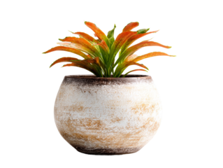 A vibrant plant flourishing in a stylish pot, a picture of nature's beauty and elegance.  Isolated Transparent Background, PNG