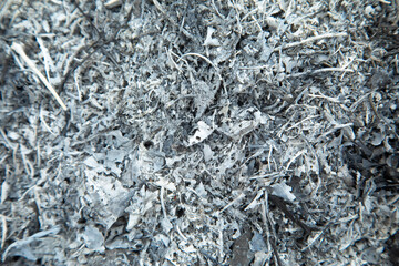 Ash of autumn leaves. Background