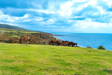 Fototapeta premium Wild horses grazing cliffside mount jaizkibel basque country