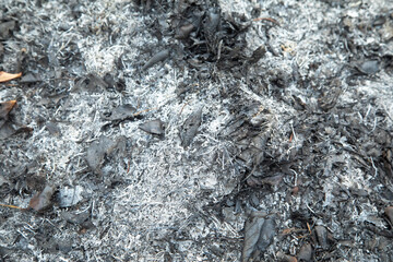 Ash of autumn leaves. Background