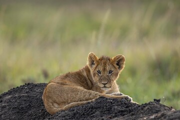 Fototapeta premium lion cub in the savannah