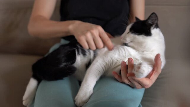 Woman softly pets her tranquil black and white kitty at home
