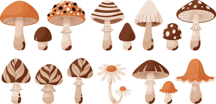 Cute mushroom illustration set with forest fungi, toadstools, autumn nature elements, whimsical botanical designs, and cozy flat vector style