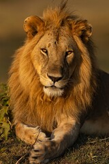 lion © KENNEDY
